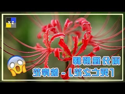 死亡之花 彼岸花